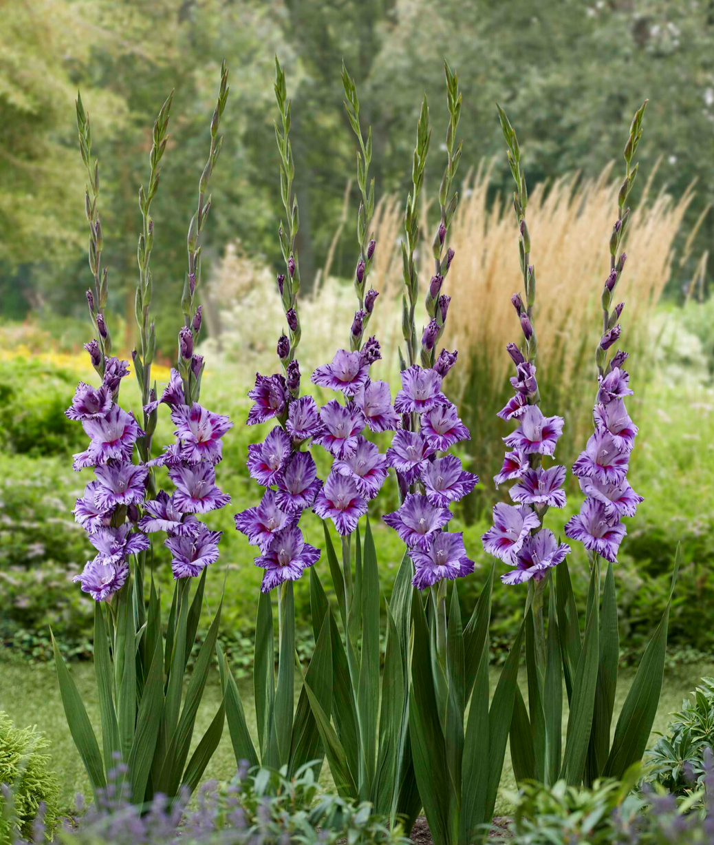 Gladiolus - Sådan planter og passer du gladiolus